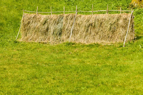 Drogen van gras hooi rietjes op houten hek — Stockfoto