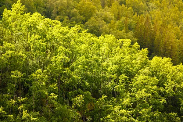 Green leaves tree bush outdoor. — Stock Photo, Image