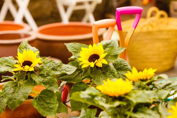Zbliżenie, piękne żółte kwiaty, słoneczniki — Zdjęcie stockowe