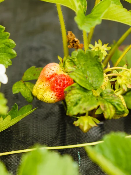Close-up van rijping van aardbeien met groene blaadjes — Stockfoto