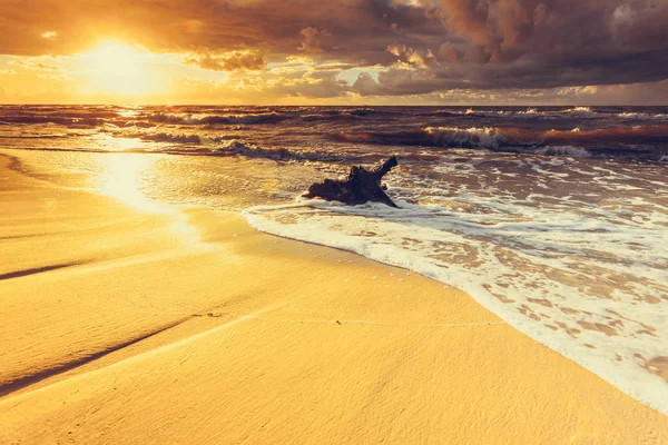 Pôr do sol dourado e raiz de árvore na praia — Fotografia de Stock