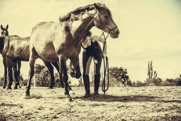 Jockey mujer cuidando de caballo —  Fotos de Stock