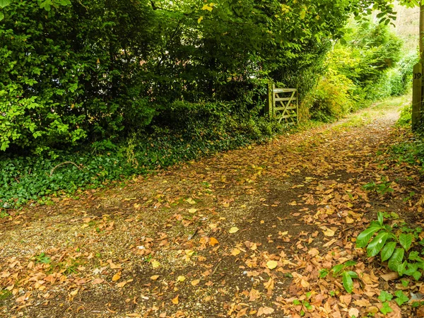 Tranquillo sentiero nella foresta o nel parco autunnale — Foto Stock