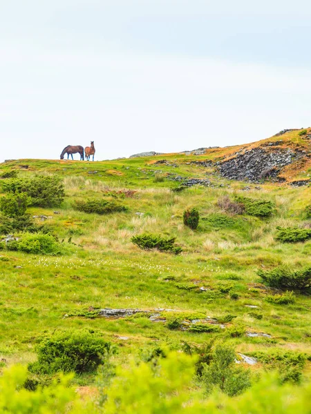 Horse on pasture. — Stock Photo, Image