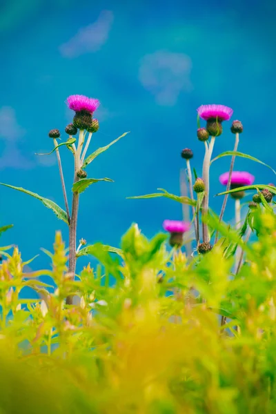 Louka s fialovými květy. Jarní nebo letní čas. — Stock fotografie