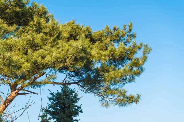 Árvore de coníferas em fundo céu azul claro — Fotografia de Stock