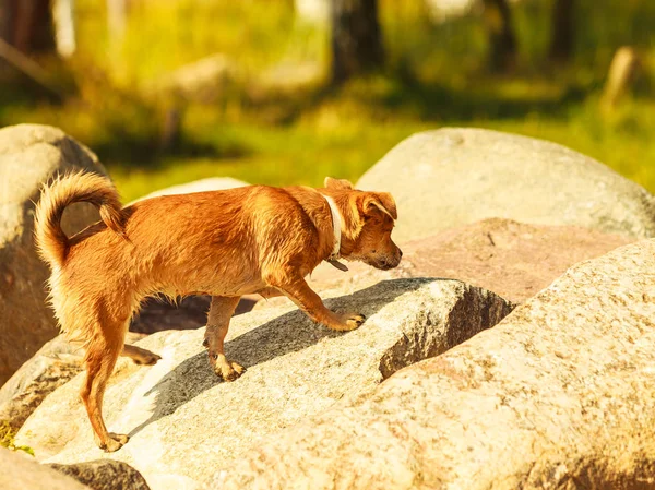 Hermoso perro jugando al aire libre solo . — Foto de Stock