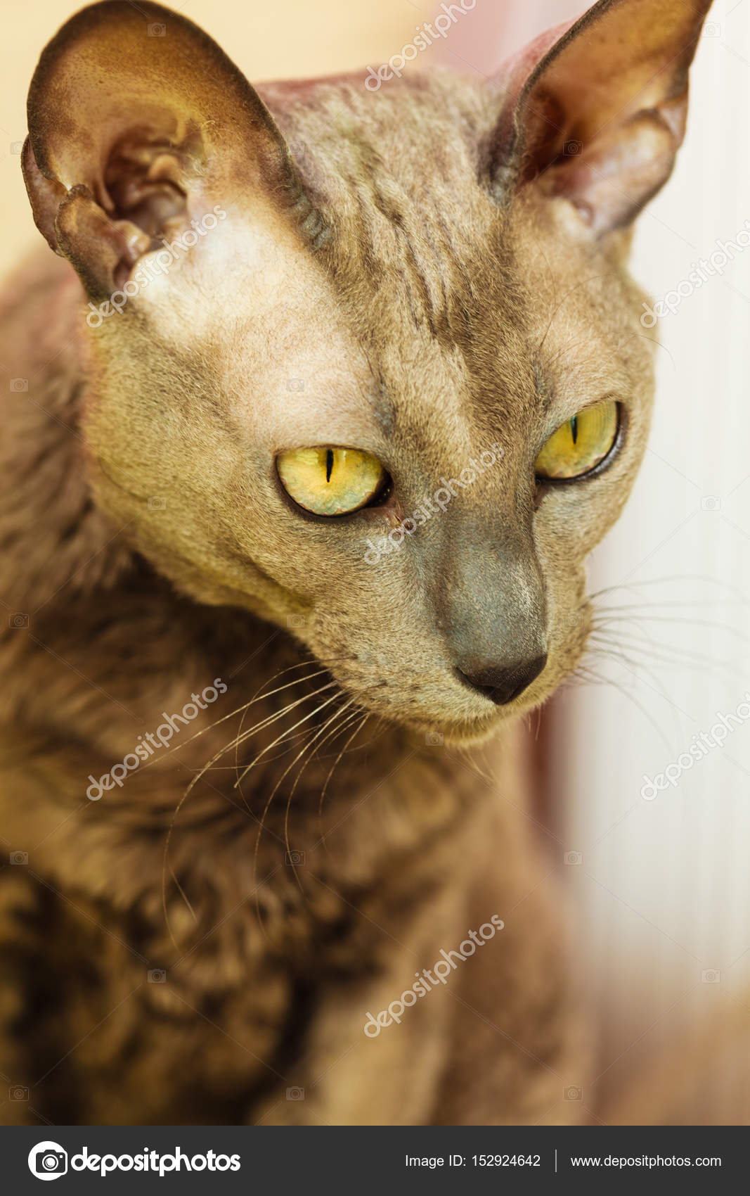 Oriental cat with big yellow eyes — Stock Photo © Voyagerix