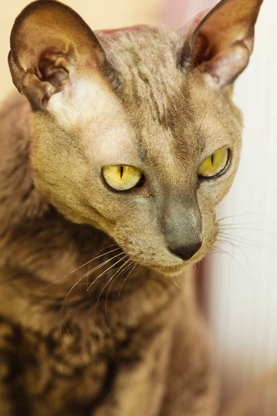 Восточная кошка с большими жёлтыми глазами — стоковое фото
