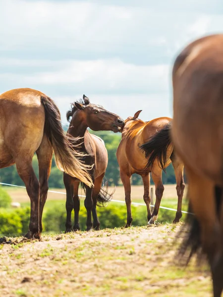 Manada de caballos en el campo de prados durante el verano —  Fotos de Stock