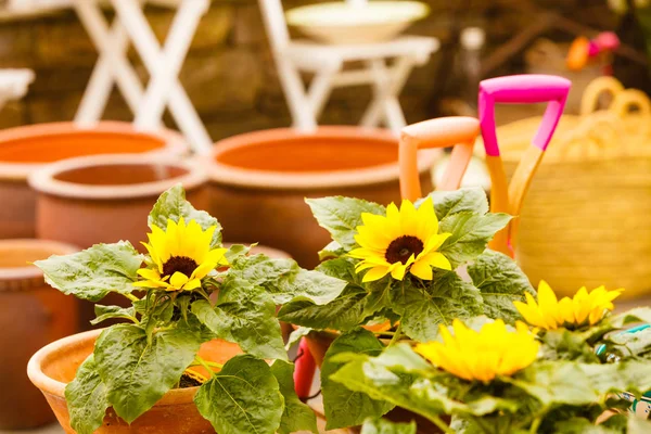 Primer plano de hermosas flores amarillas, girasoles — Foto de Stock