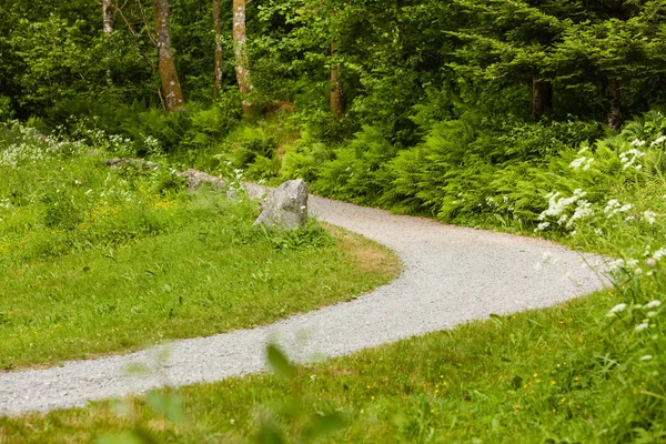 Empty walkway in scandinavian park, nature concept. — Stock Photo, Image