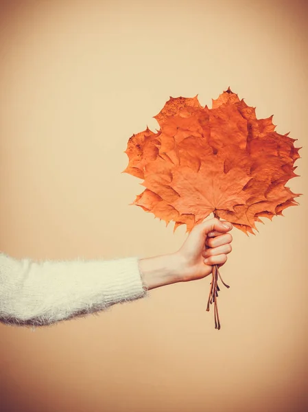 Donna che tiene bouquet fatto di foglie autunnali — Foto Stock