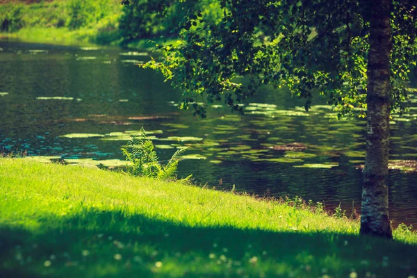Lago di stagno nel parco verde — Foto Stock