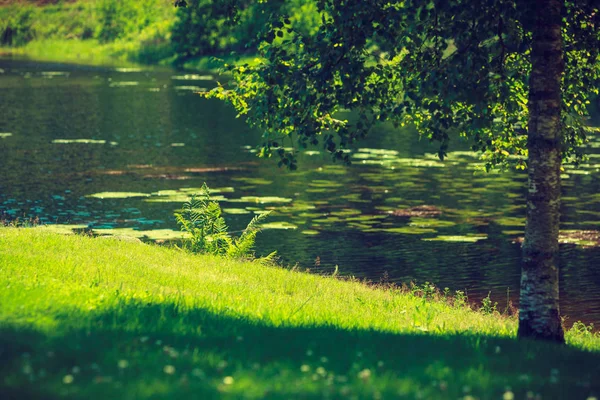 Lac d'étang dans un parc verdoyant — Photo