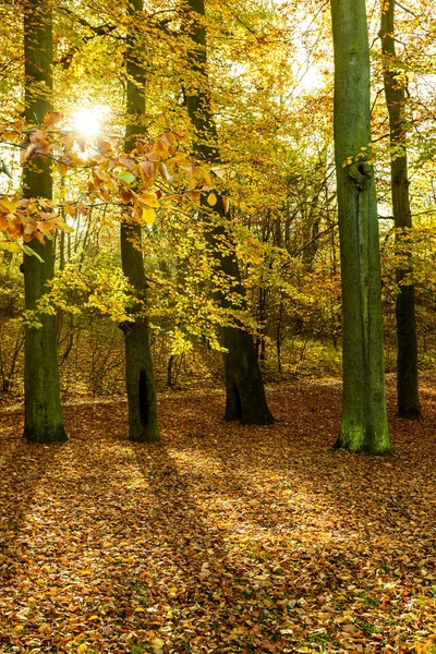 Färgglad höst i park. — Stockfoto