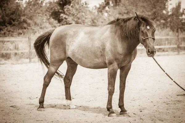 Cavalo selvagem marrom no campo idílico do prado — Fotografia de Stock