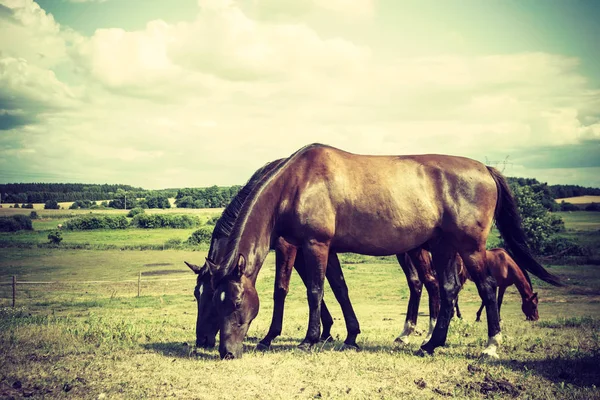 Caballo salvaje marrón en campo idílico prado —  Fotos de Stock