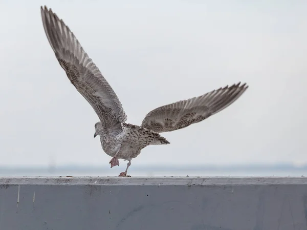 Primer plano de pájaro gaviota de pie junto al agua —  Fotos de Stock