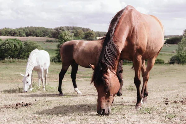 Manada de caballos en el campo de prados durante el verano —  Fotos de Stock