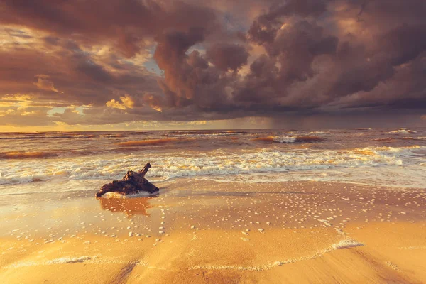 Golden sunset och träd rot på stranden — Stockfoto