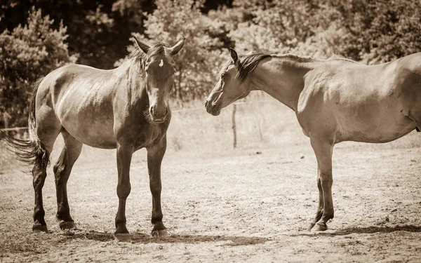 Dvě hnědé divocí koně na louce pole — Stock fotografie