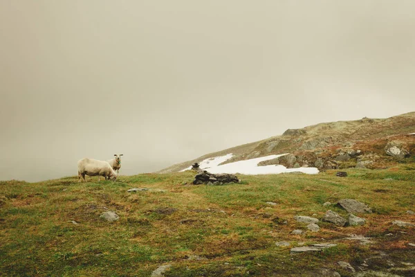 Ovejas en el pasto, pastando en la colina rocosa — Foto de Stock