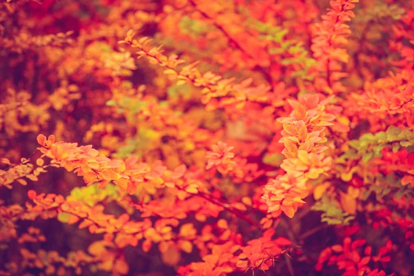 Podzimní pobočky v slunci. — Stock fotografie