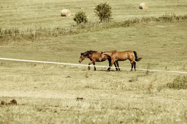 Deux chevaux sauvages bruns sur le champ de prairie — Photo