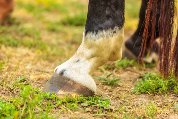 Detailed close up of horse hoof — Stock Photo, Image