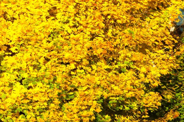 Κίτρινο φθινόπωρο φύλλα, να πέσει κλαδιά — Φωτογραφία Αρχείου