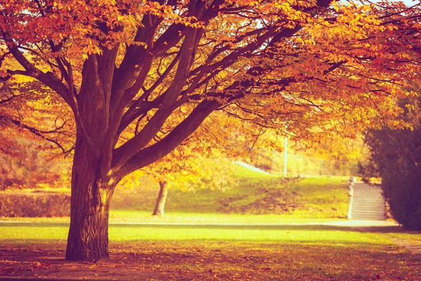 Trees in park. — Stok fotoğraf