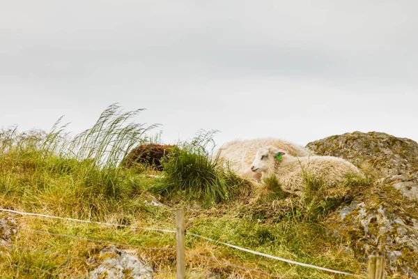 Sheeps op rock hill — Stockfoto