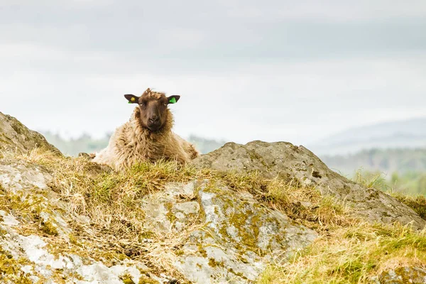 Sheeps on rock hill — Stock Photo, Image