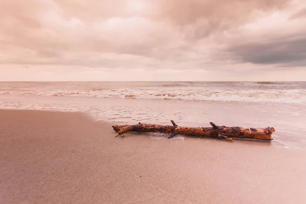 Trädstam vid havets strand, natur landskap — Stockfoto