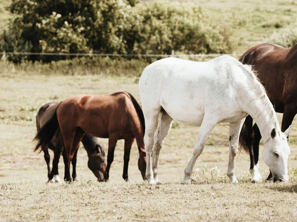 夏の間は草原フィールドで馬の群れ — ストック写真