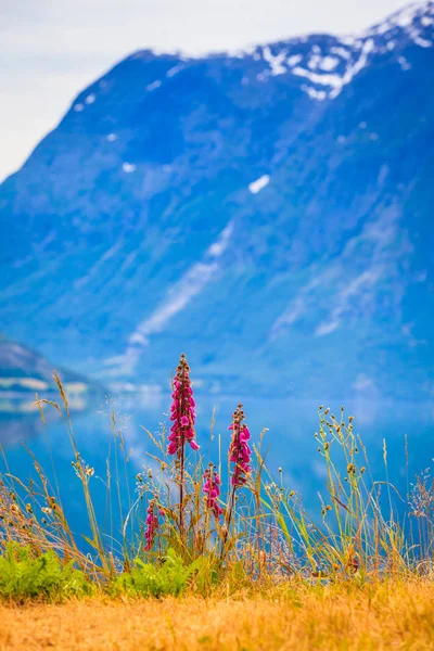 Dağlar ve Norveç Fiyordu, — Stok fotoğraf