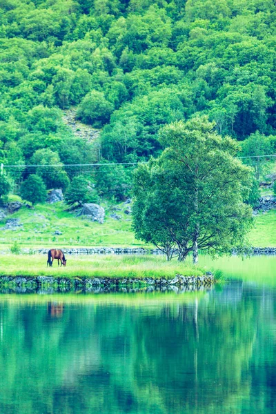 Paard op de weide op de oever van het meer — Stockfoto
