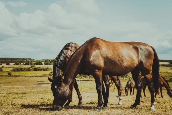 Cavalo selvagem marrom no campo idílico do prado — Fotografia de Stock