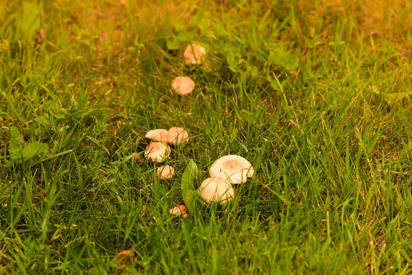 Wild mushrooms growing in green meadow — Stock Photo, Image