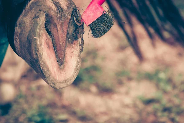 Person reinigt Pferdehuf mit Hufen — Stockfoto