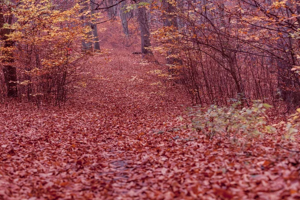Herfst struiken in bos. — Stockfoto