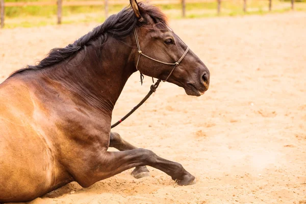 Brun wild häst liggande på sand — Stockfoto