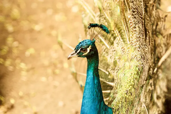 Vackra majestätiska manliga påfågel med blå huvud — Stockfoto