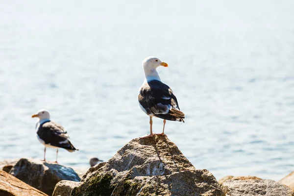 Два чайки сидять на каменях біля морської води — стокове фото