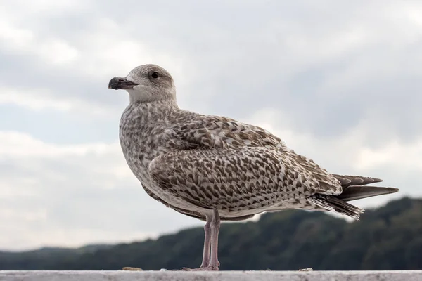Closeup of seagull bird standing next to water — Stock Photo, Image