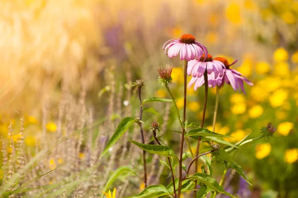 Podrobné detailní růžové sedmikráska květ — Stock fotografie