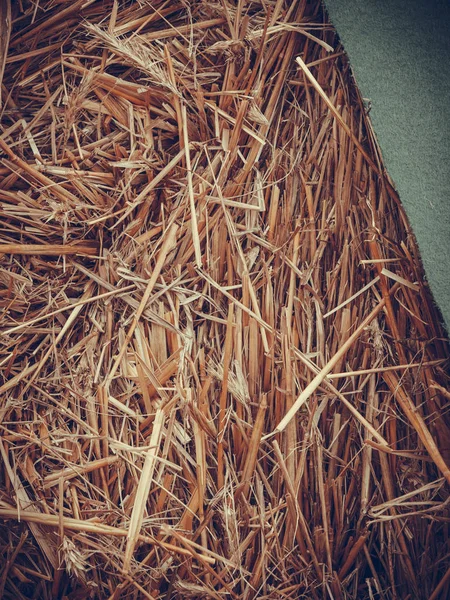 Gedetailleerde close-up van verspreide hooi — Stockfoto