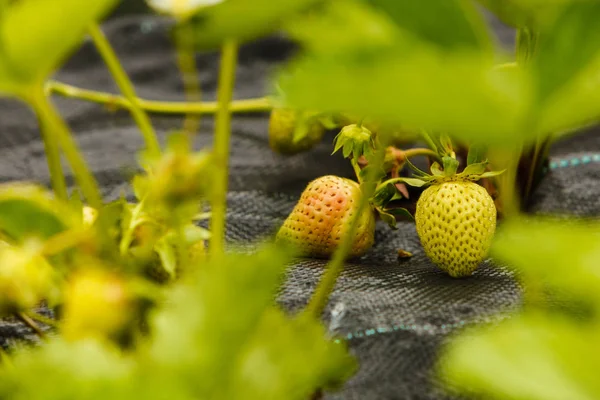 Primer plano de fresas de maduración verde con hojas — Foto de Stock