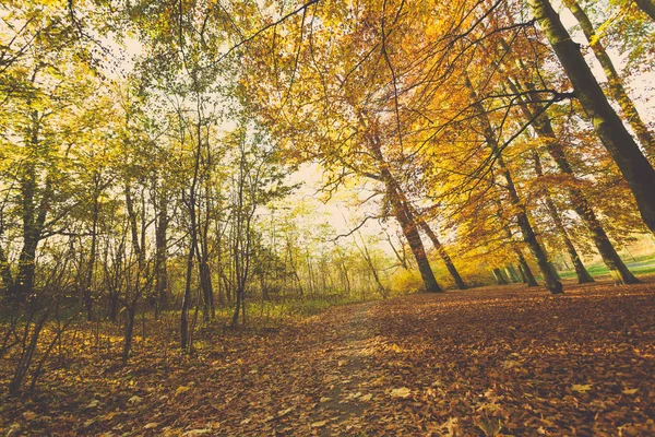 Kleurrijke herfst in park. — Stockfoto